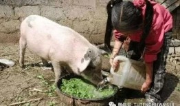 杀猪饲料大哥爆料视频,大哥爆料视频曝光惊人内幕