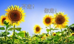 向日葵套装爆料视频,视频爆料带你领略时尚魅力