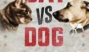 猫狗大战在线观看国语,一场爆笑宠物间的欢乐对决
