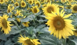 向日葵套装爆料视频,视频爆料带你领略时尚魅力