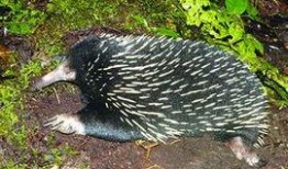 豪猪最新爆料2.0,揭秘娱乐圈惊人内幕