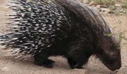 豪猪最新爆料2.0,揭秘娱乐圈惊人内幕