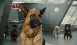 猫狗大战在线观看国语,一场爆笑宠物间的欢乐对决