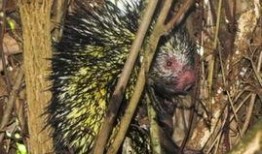 豪猪最新爆料2.0,揭秘娱乐圈惊人内幕