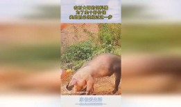 杀猪饲料大哥爆料视频,大哥爆料视频曝光惊人内幕