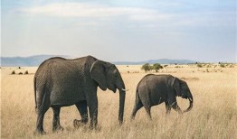 南阳大象新闻爆料热线,倾听民声，守护正义