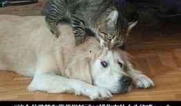 抖音狗狗大萝莉爆料视频,萌宠界的“网红”新秀