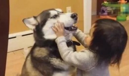 抖音狗狗大萝莉爆料视频,萌宠界的“网红”新秀