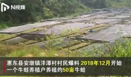 牛蛙养殖场爆料视频最新,最新爆料视频曝光养殖内幕
