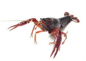 娱乐吃瓜酱美洲大蠊,娱乐吃瓜酱中的神秘生物揭秘 娱乐吃瓜酱美洲大蠊,娱乐吃瓜酱中的神秘生物揭秘